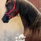 مهر شيخ