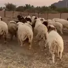 32. فيهن 3 رخال العمر 6 شهور طيبات والي ماهو غلاق على حده