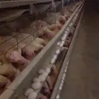 دجاج بياض