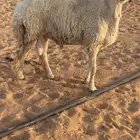 للبيع فحل حري صنف