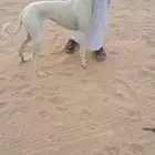 مطلوب سلق