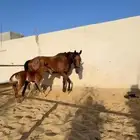 فرس مع ولدها