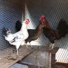 دجاج بلدي اصيل