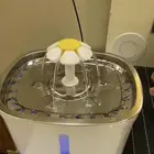 مستلزمات قطط