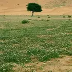 توصيل معلمات وطلبه داخل ضريه