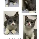 قطط تبني
