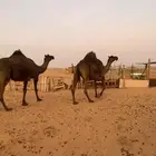القحات