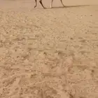 البيع ضروبه كفوو بكره