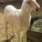 مشروع فحل ابرص ذهبي