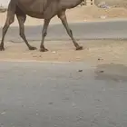 لقحه صفرا كفووو