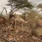 للبيع 7 حشوان