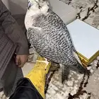 مطلوب صقر ب سعر مناسب رجاء