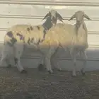 رخلين صفر مرقعات