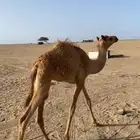 بكره سلاله هجن