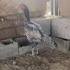 تم البيع