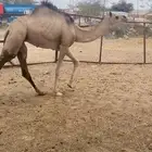 بكره لبيع على الحليب برسيم