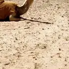 بكره باتليه كفو