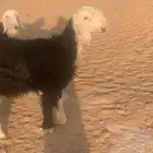 رخل نجديه فرديه