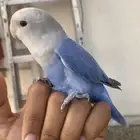 روز الليف وصحه شرط
