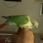 ببغاء كنيور اليف