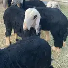 رخال العدد 4