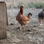 دجاج عربي (تم البيع)