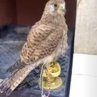 للبيع باشق