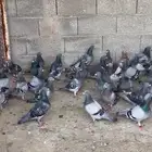 النعيريه