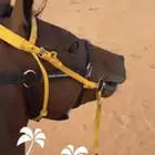 فرس للبيع
