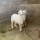 خروف ورخل عمارها 5شهور