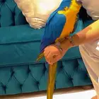 مكاو بلو اند قولد هدد نشبه