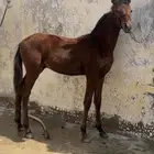 مهر شعبي حفيد وادي الشقب