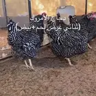 صيصان امروك