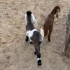 دواغير تيس وجفره