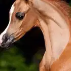 ايواء خيل 600