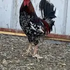 ديك عربي افرق ( ماكنتوش )