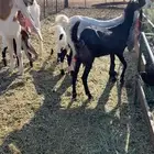 جفرتين خلفت والفحل الثالث كلها ثنايا تحتها تيس وجفره الموقع