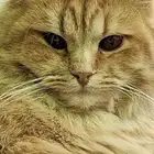 قطه شيرازي ذهبي للتبني