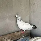 حمام باكستاني