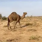 ناقه شعلى طيبه