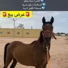 خيل