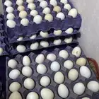 بيض فيومي انمنيوم مخصب