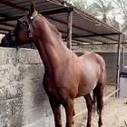 حصان للبيع
