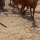 للبيع معزا دفيع