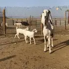 عنز متبع بتيوس ششحم