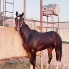 مهر كفو