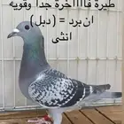زاجل سباق قوي جدا و مميزة ( تم البيع )