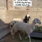 خروف كفو ورخله