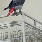 كاسكو للبيع
