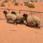 رخال بريات فواخر